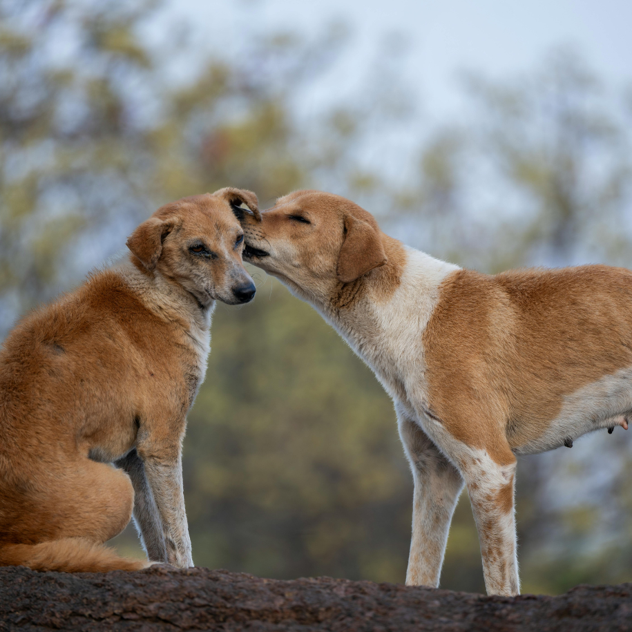 Why Do Dogs Like to Lick Ears