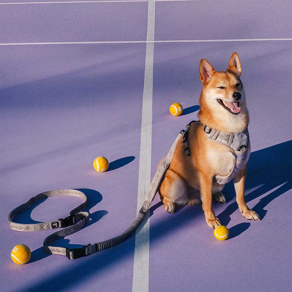 A doppio lato riflettente rettificabile versatile a manico morbido in nylon guinzagli per cani - Flexi Walker