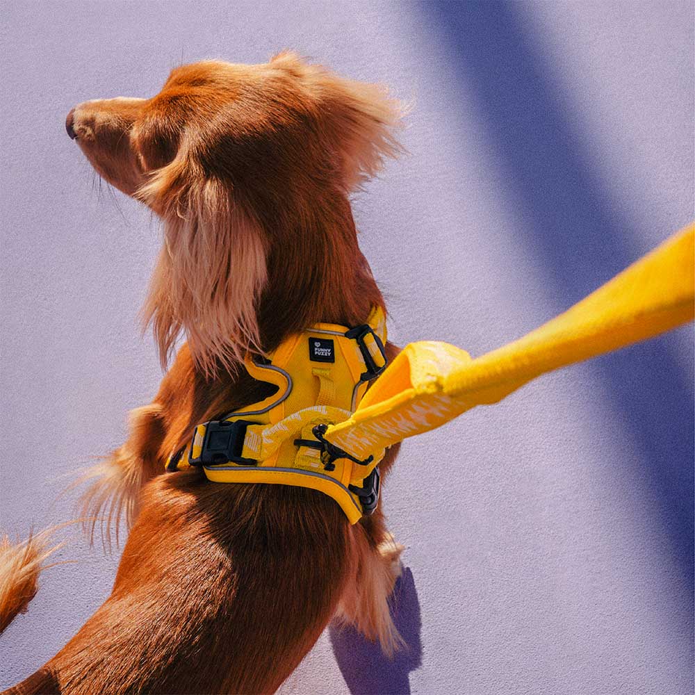 FunnyFuzzy Riflettente Riflettente Cancellatura per cani all'aperto - Flexi Walker