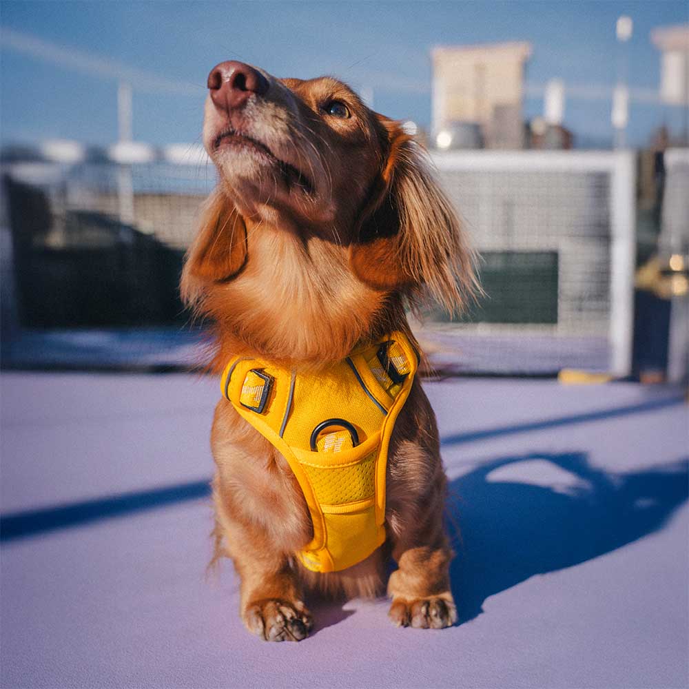 FunnyFuzzy Riflettente Riflettente Cancellatura per cani all'aperto - Flexi Walker