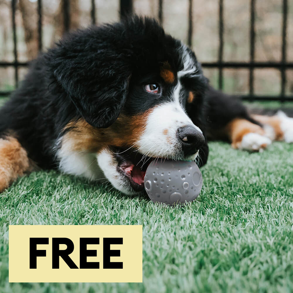 Cosmos alimentador de alimentación de bolas de pelota juguetes para perros