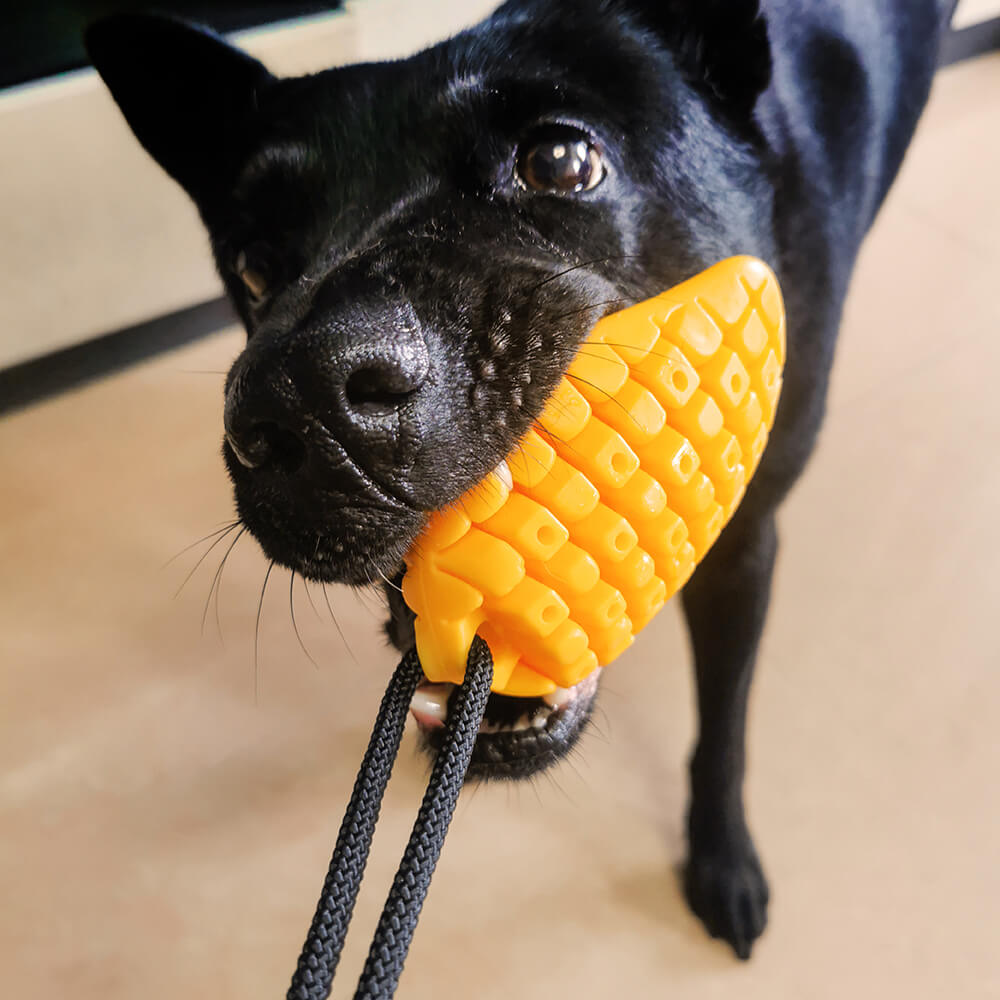 Suction Cup Dog Toy - Mango - FUNNYFUZZY
