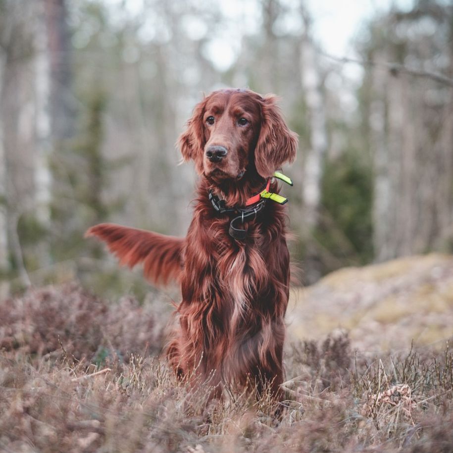 Can Emotional Support Dogs Fly? Your Ultimate Guide