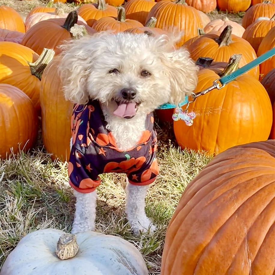 Fur-tastic Fun: FunnyFuzzy Joins Nassau County SPCA for Trunk or Treat!