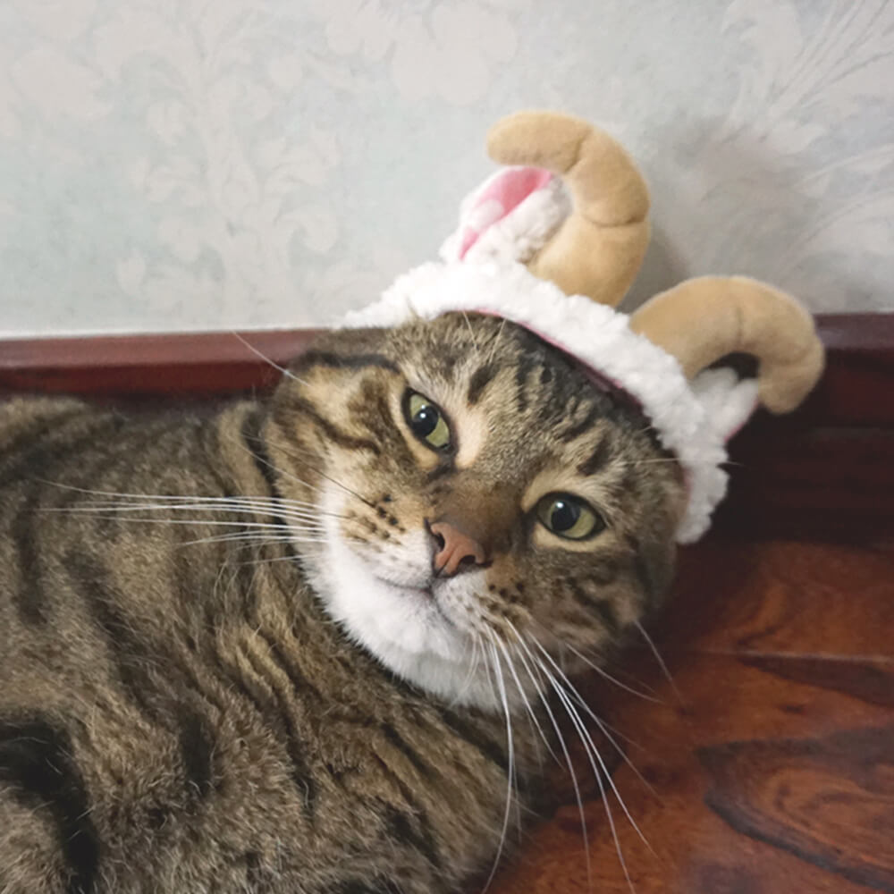 Sombrero para mascota disfraz de Halloween de murciélago unicornio flamenco