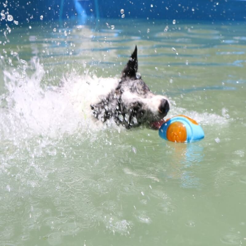 Juguete interactivo para masticar para perros, juguete de agua flotante al aire libre