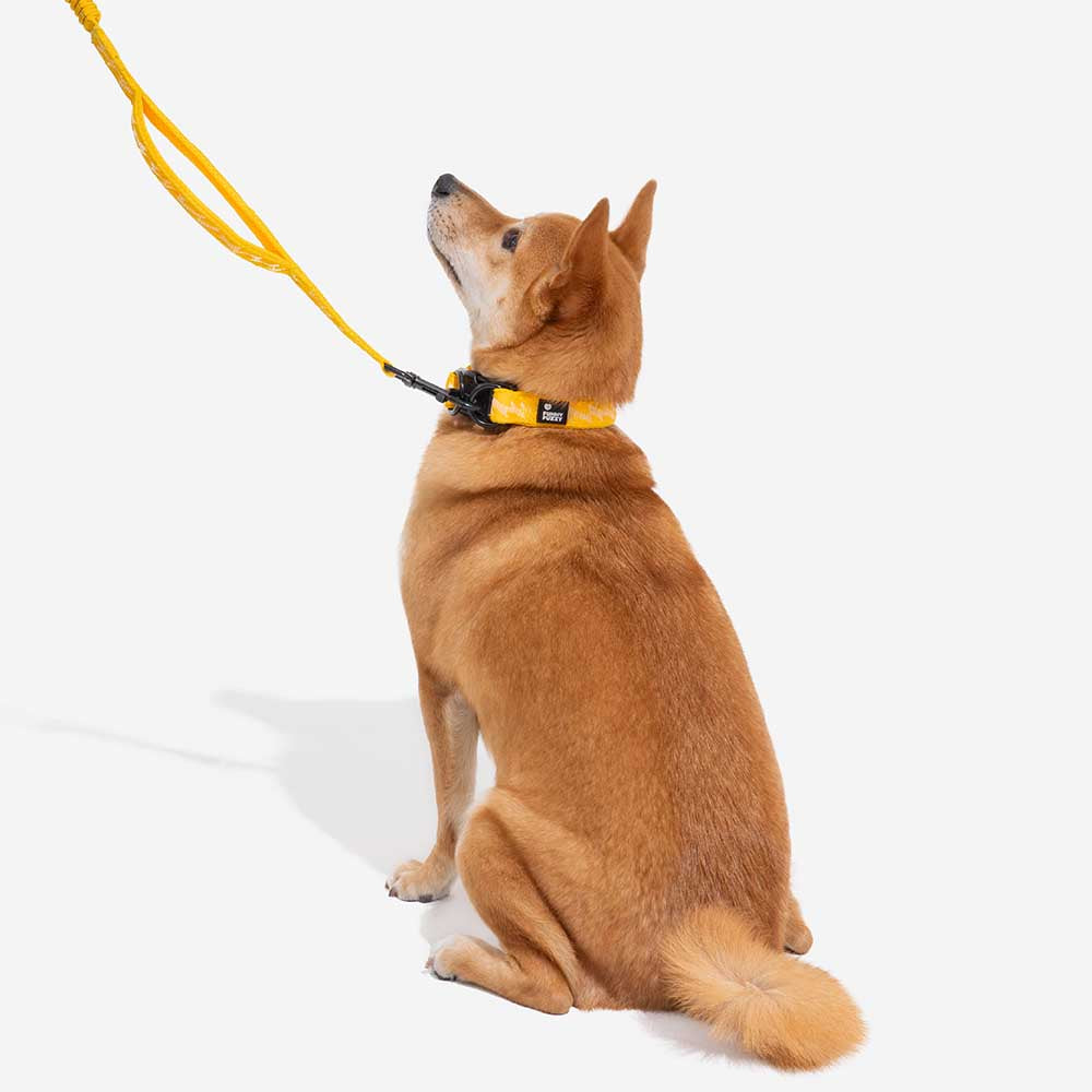 FUNNYFUZZY Adjustable Nylon Durable Dog Collar - Flexi Walker