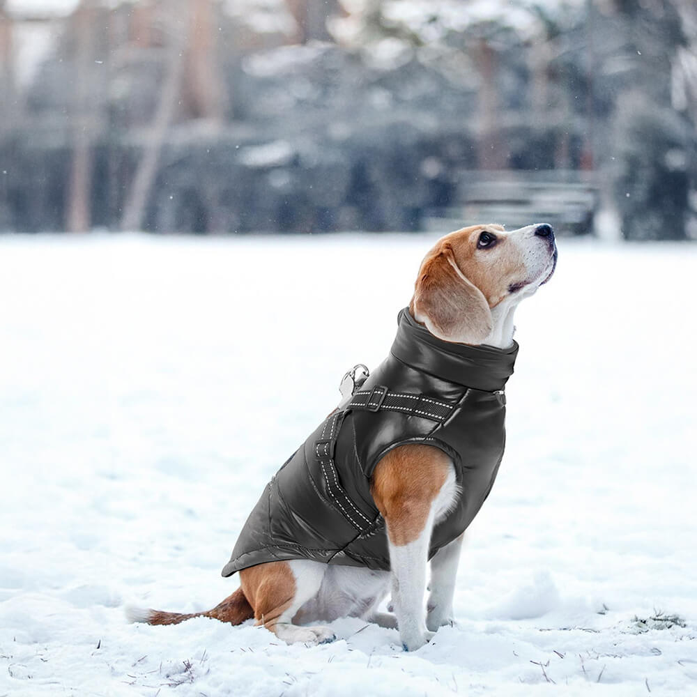 Veste chaude réfléchissante et imperméable pour chien, coupe réglable et sécurité, chic