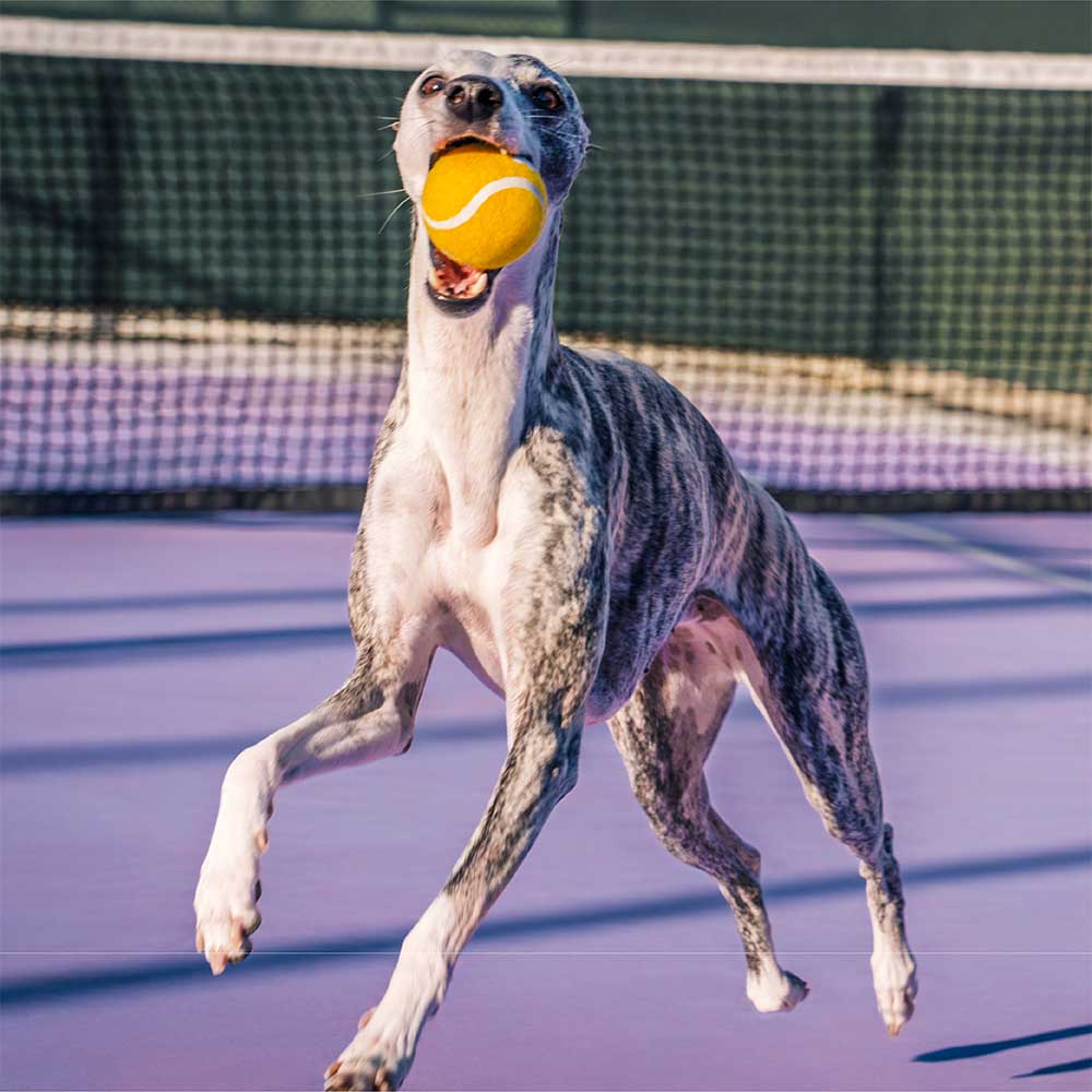 FUNNYFUZZY Tennis Ball Dog Toy - Squeaky & Bounce