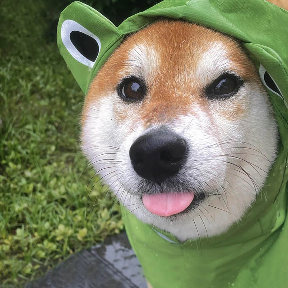 Poncho imperméable léger à capuche pour chien inspiré de la grenouille