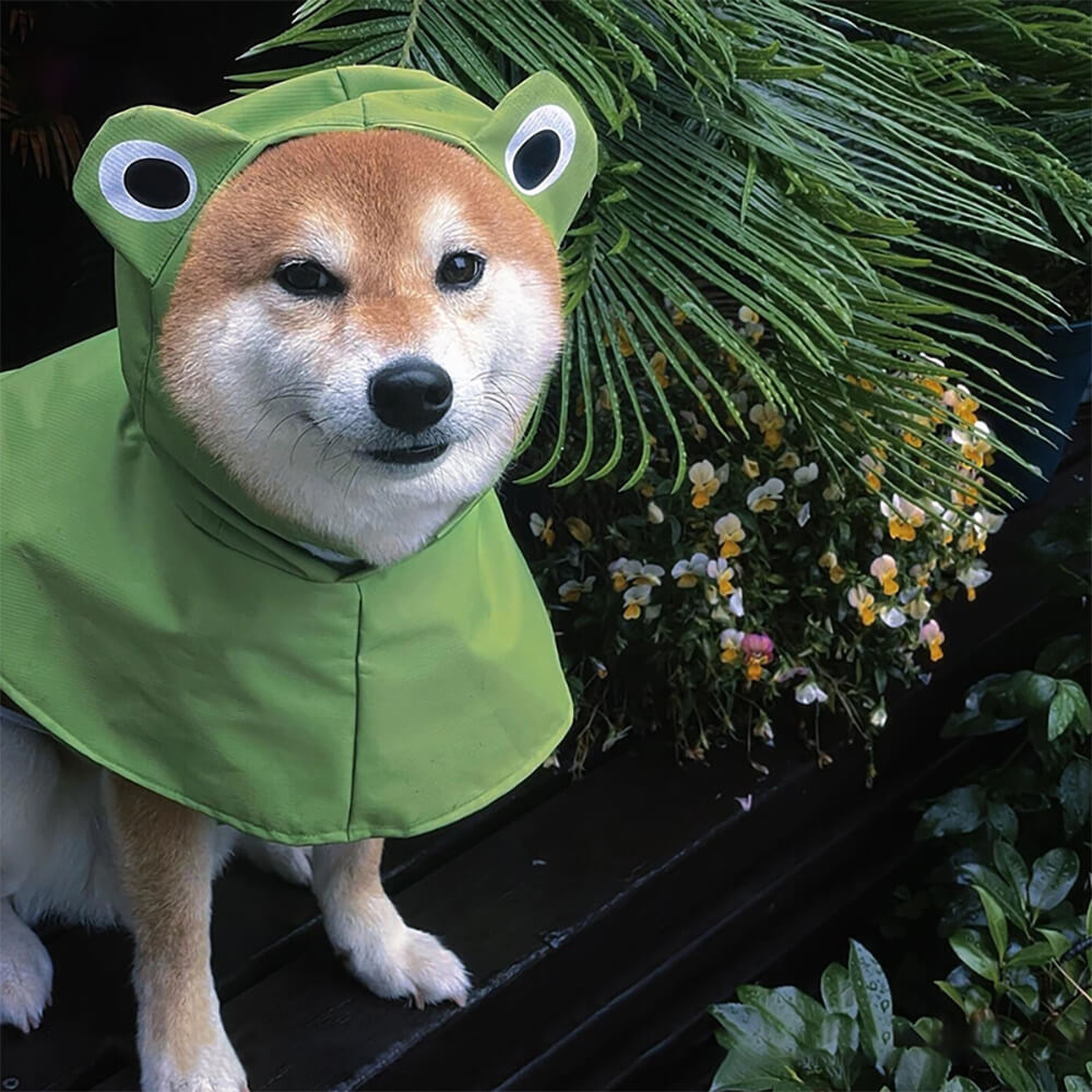 Poncho imperméable léger à capuche pour chien inspiré de la grenouille