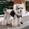 Fur-Trim Hooded Warm Dog Coat with Leash Buckle
