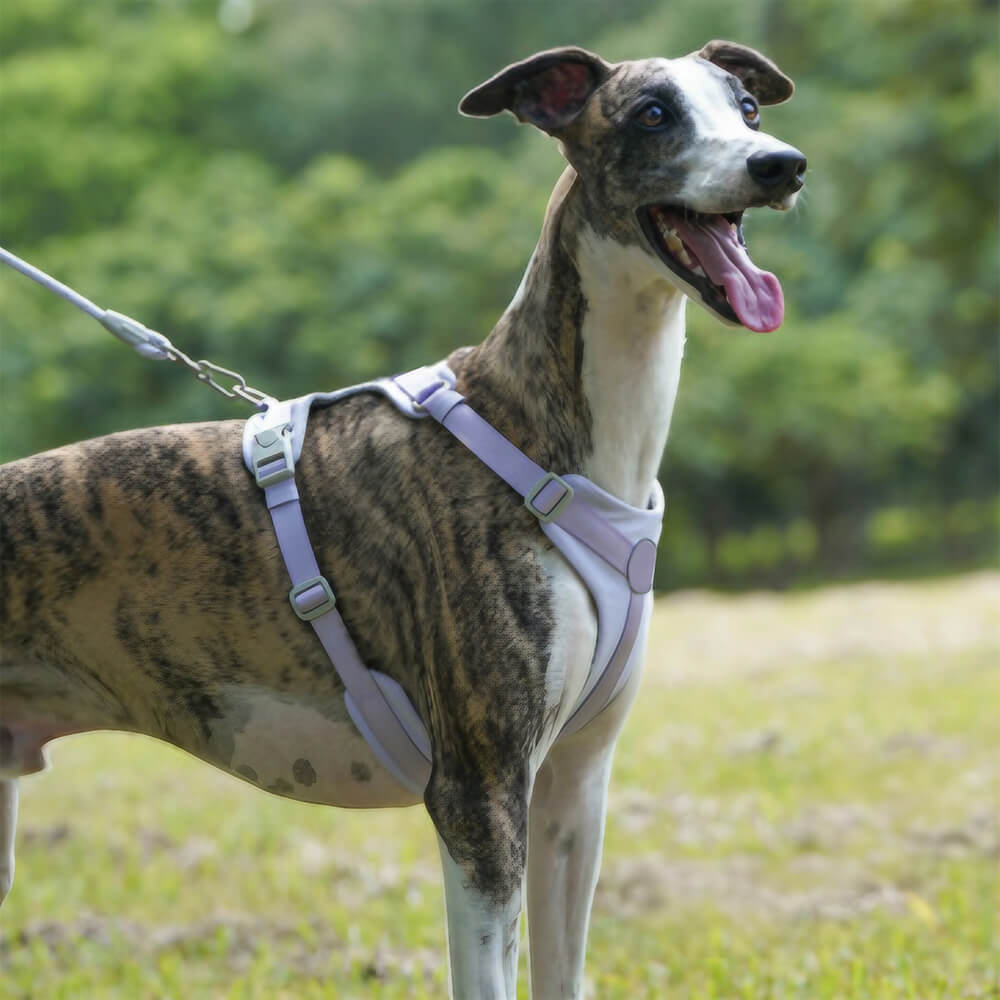 Kit de correa y arnés para perros cómodo y sin tirones de control completo