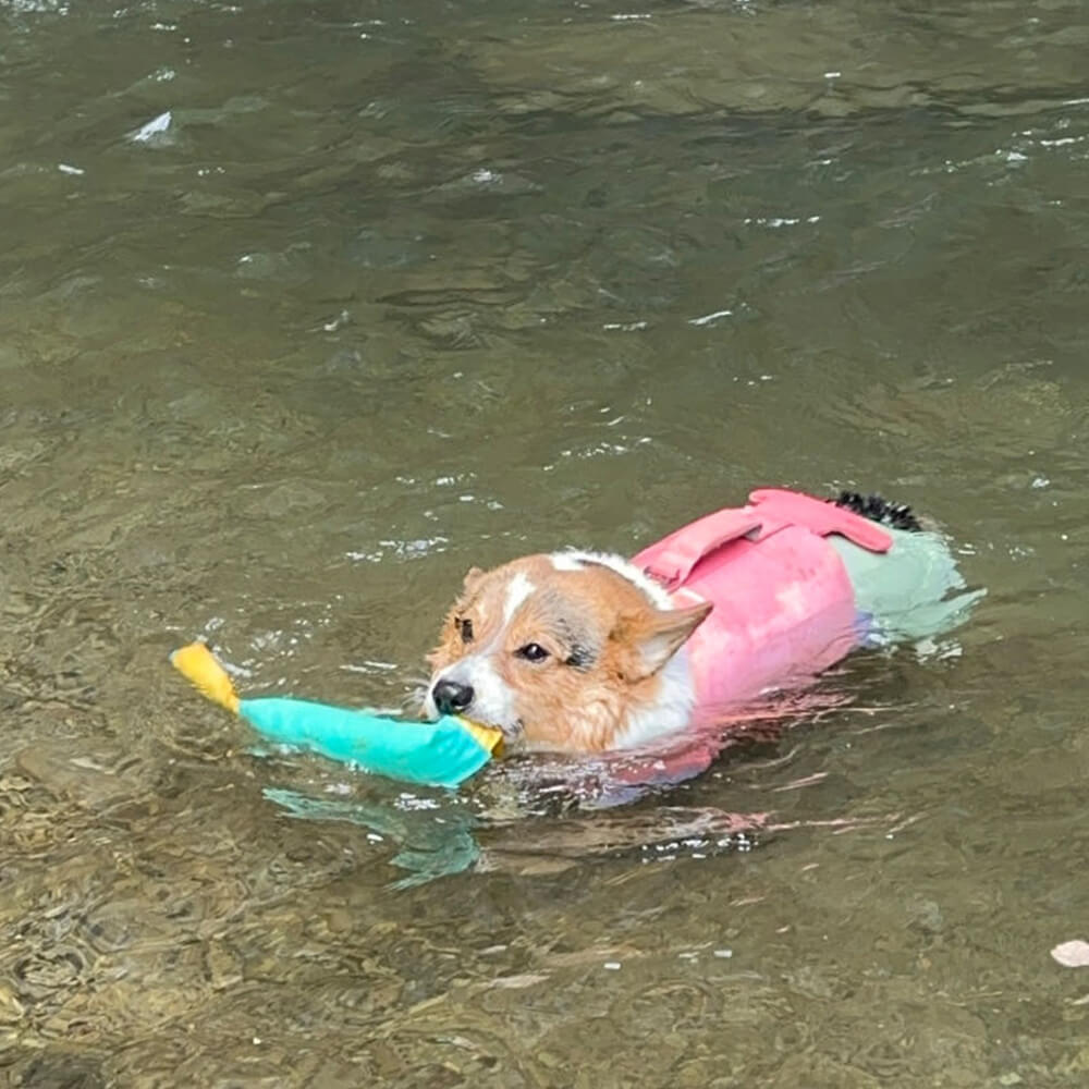 Juguetes interactivos al aire libre resistentes a tirar juguetes flotantes para perros