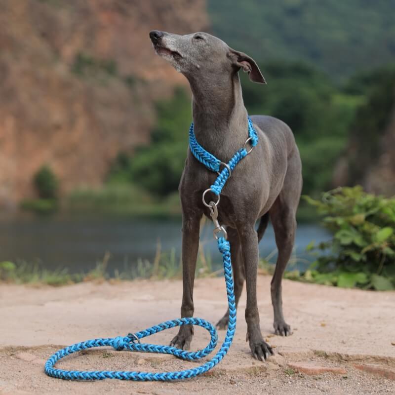 Collar y correa para perros grandes luminosos antitirones hechos a mano