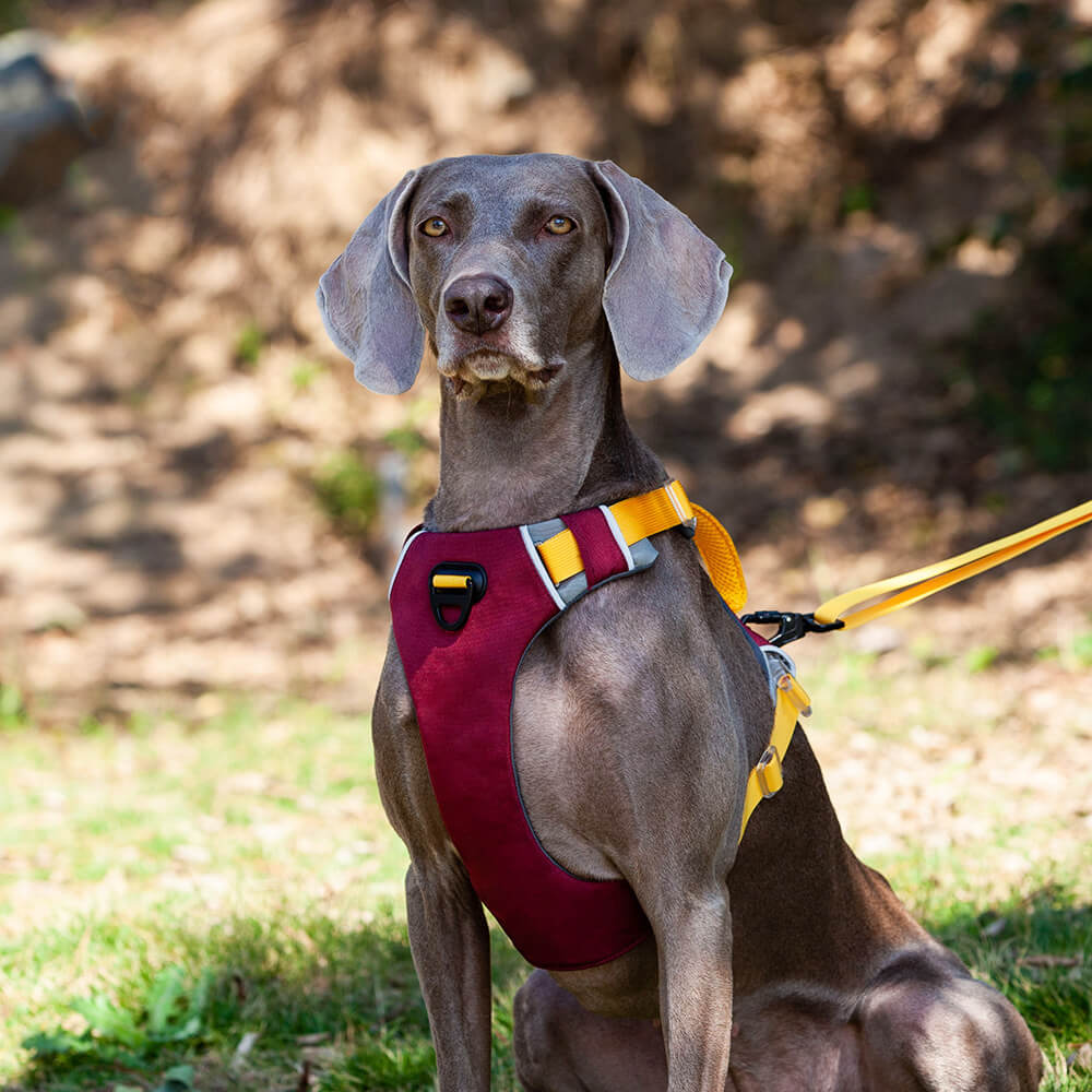 Arnés de pecho de color en contraste para mascotas y cuerda de tracción para perros - Estilo chaleco a prueba de explosiones