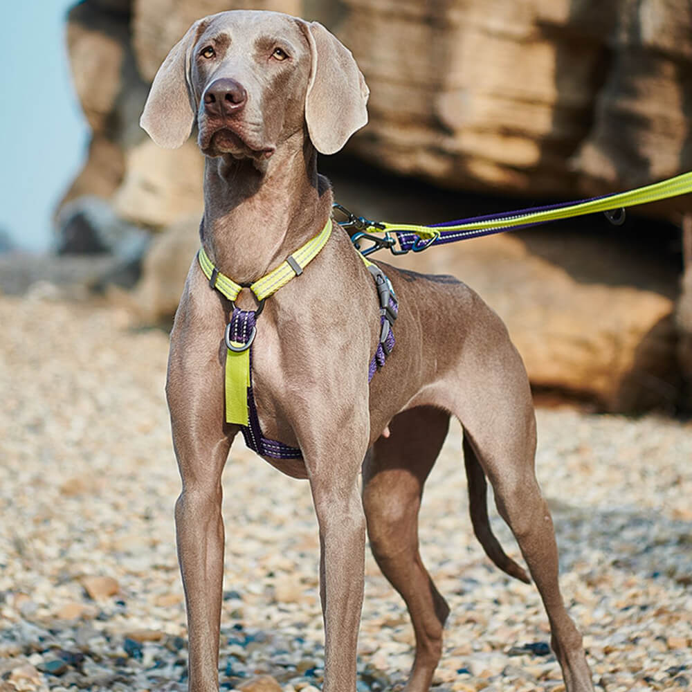 Reflective Buckle-Neck Balance Harness No-Pull Dog Harness