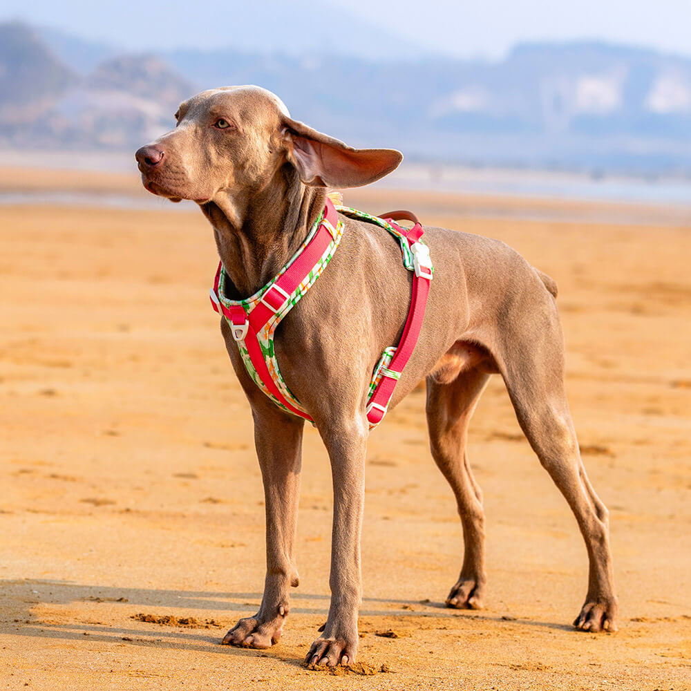 Sicheres Anti-Pull-Geschirrset für große Hunde mit Geschirr und Leine und Lauftasche