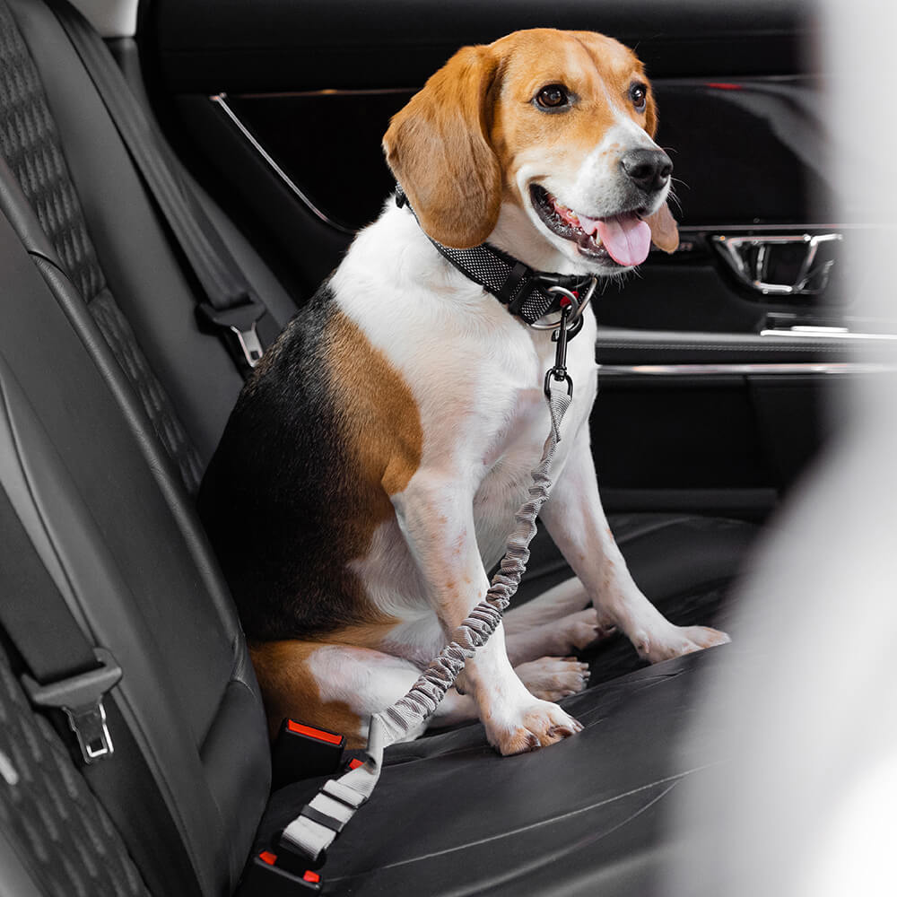 Ceinture de sécurité de voiture d'accessoires de chien frais réglables de tampon