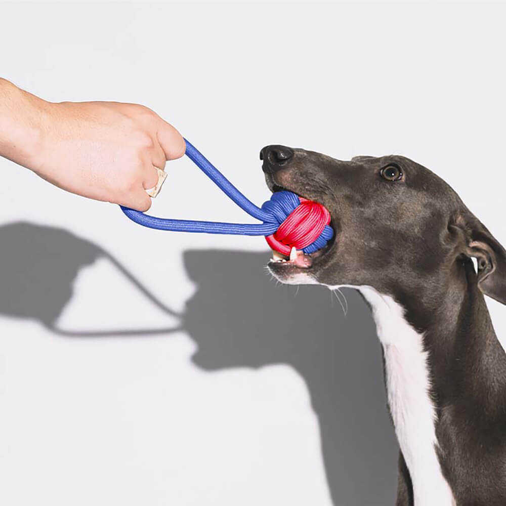 Hundespielzeug-Geschenkkorb-Set | Quietschende Kau-Plüsch-Leckereien, interaktives Spielzeug