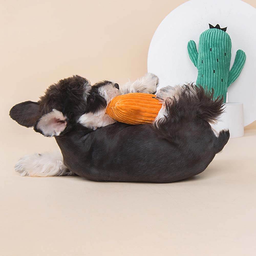 Ensemble de jouets en peluche pour chien qui couine - Cactus