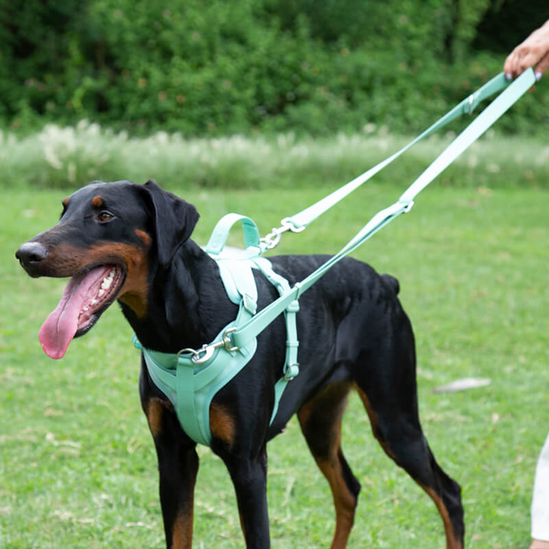 Arnés para perros gomosos